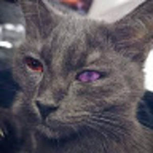 Meet your Posher, Leon